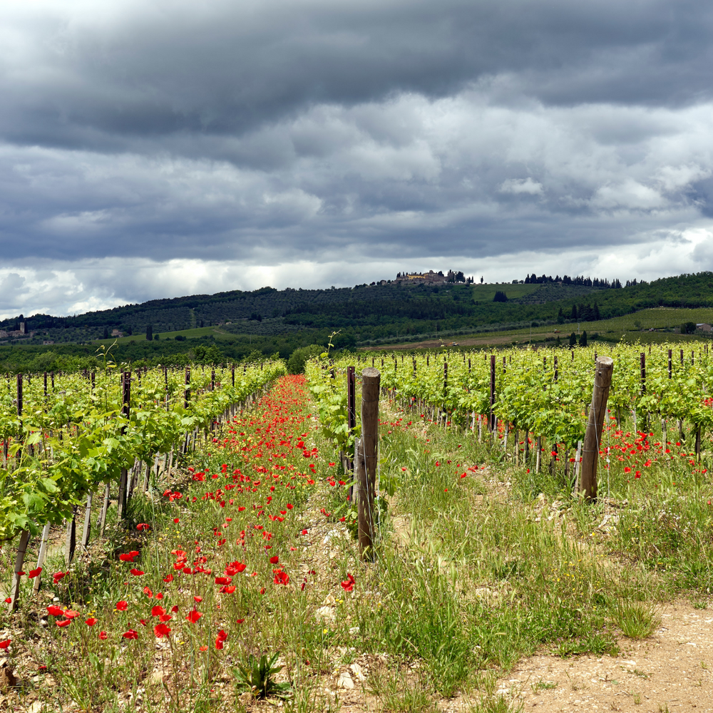 The Real Wine Republic