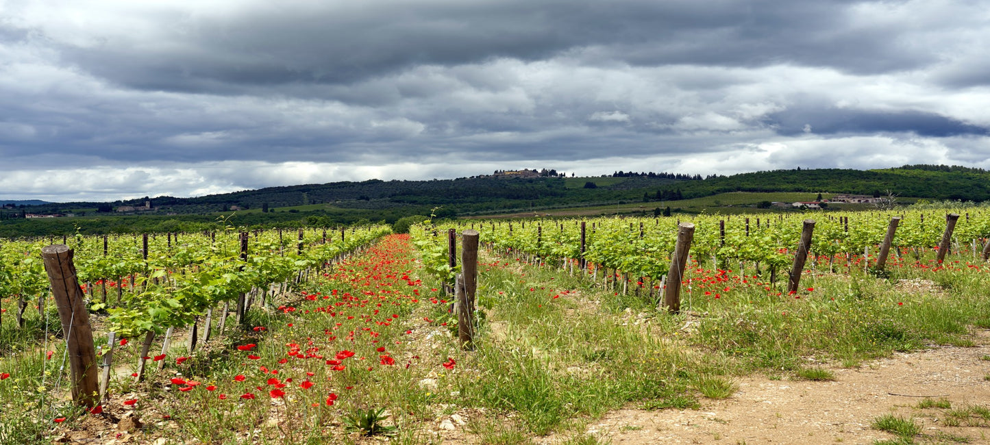 The Real Wine Republic